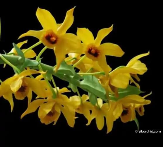 Dendrobium ochreatum - Dendrobium ochreatum - Image 2