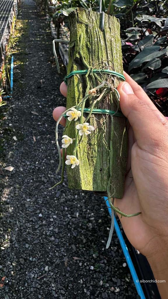 Chiloschista Species Wonders of the Orchid the word - Orchid Care & Growing Guides Chiloschista Species Wonders of the Orchid the word orchid from Orchid Care & Growing Guides