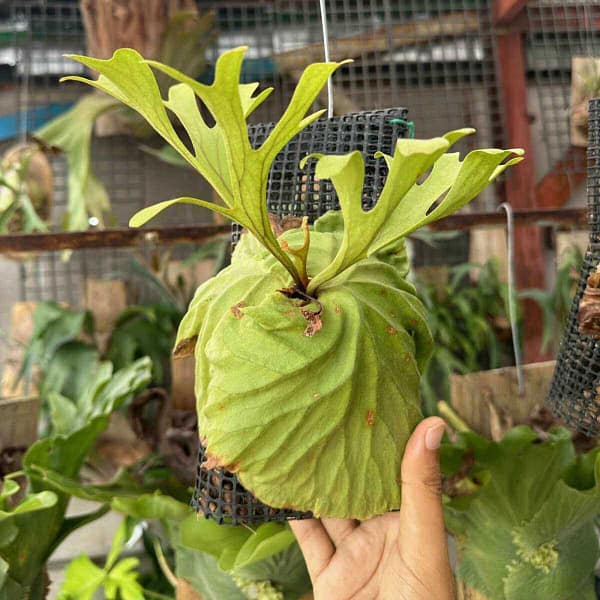 What Are Platycerium? The Unique and Exotic Staghorn Ferns - Houseplants & Ferns What Are Platycerium? The Unique and Exotic Staghorn Ferns orchid from Houseplants & Ferns