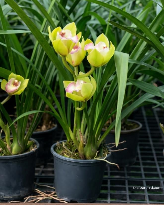 Cymbidium Green Pink Lip (Small - Medium) - Cymbidium Green Pink Lip Orchid