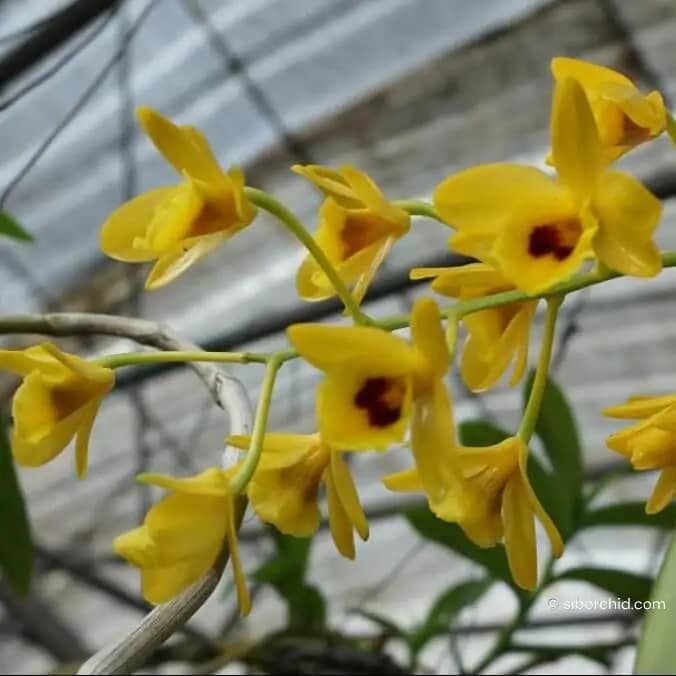 Dendrobium chrysotoxum var. suavissimum (Blooming Size) - Dendrobium chrysotoxum