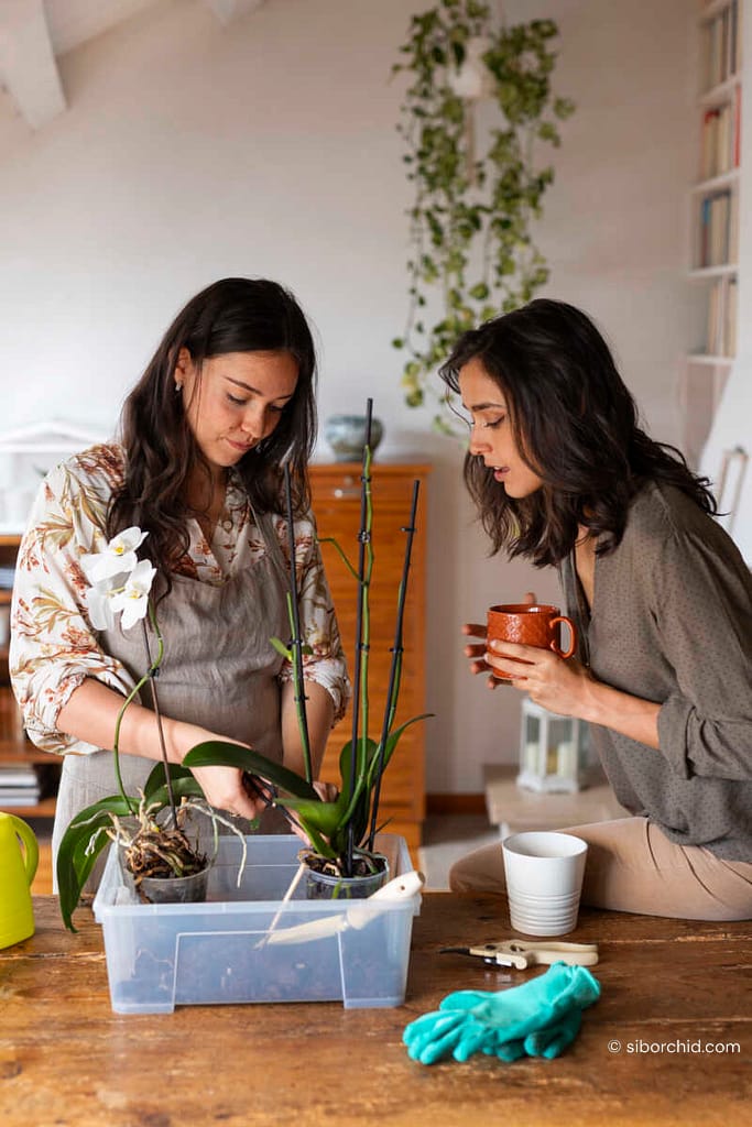 Buy Live Orchids Online: Care Tips After Delivery - Beginner Orchid Care Buy Live Orchids Online: Care Tips After Delivery orchid from Beginner Orchid Care