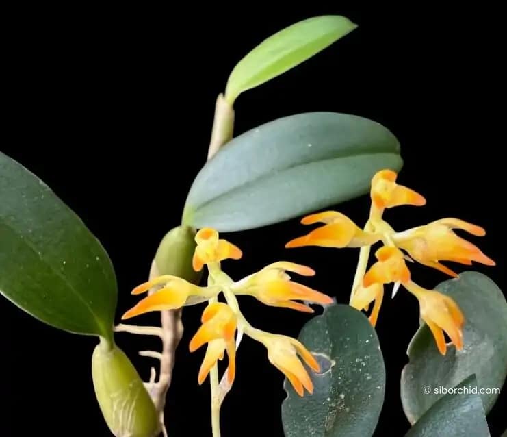 Bulbophyllum ovatum "Normal Size" - Bulbophyllum ovatum "Normal Size" - Image 2