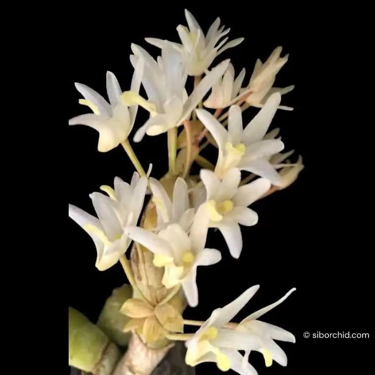 Eria obesa - Eria obesa