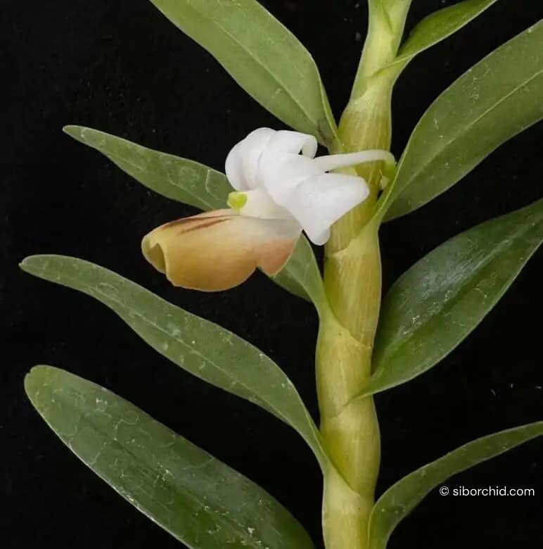 Dendrobium ellipsophyllum - Dendrobium ellipsophyllum