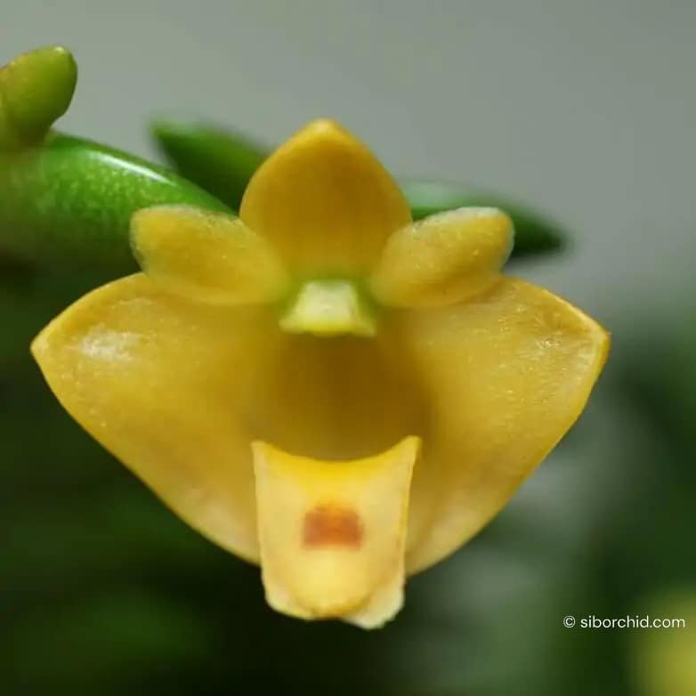 Dendrobium leonis (Small) - Dendrobium leonis (Small)