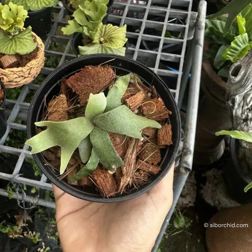 platycerium Jadi Girl