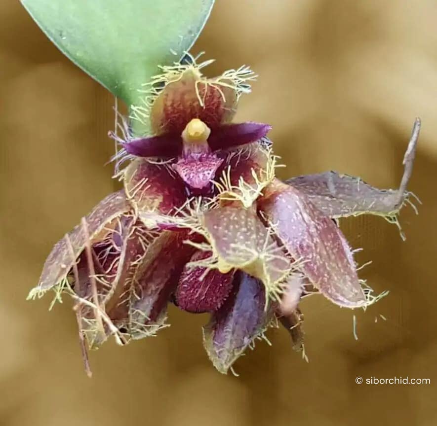 Bulbophyllum dayanum for sale
