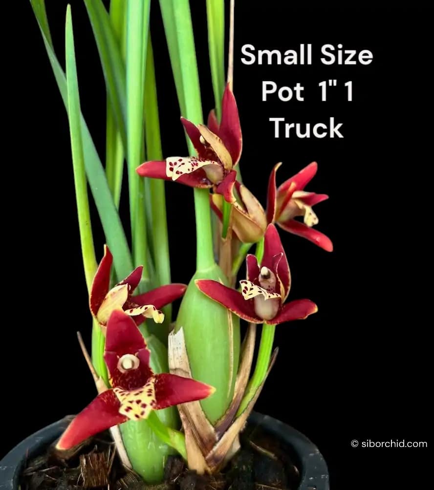 Maxillaria tenuifolia Red (Seeding)