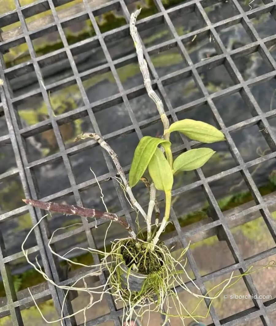 Dendrobium primulinum - Dendrobium primulinum