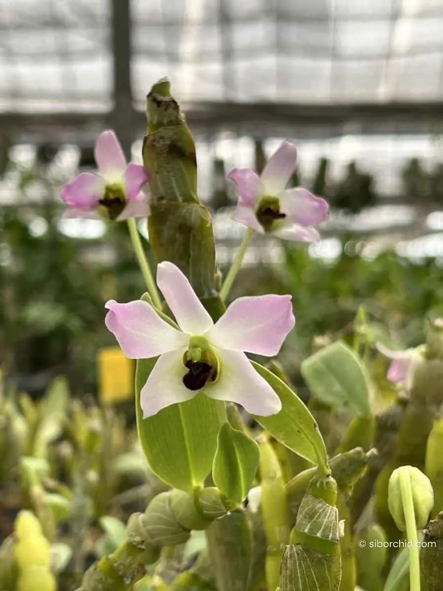 Dendrobium trantuanii - Dendrobium trantuanii Siborchid.com sib orchid