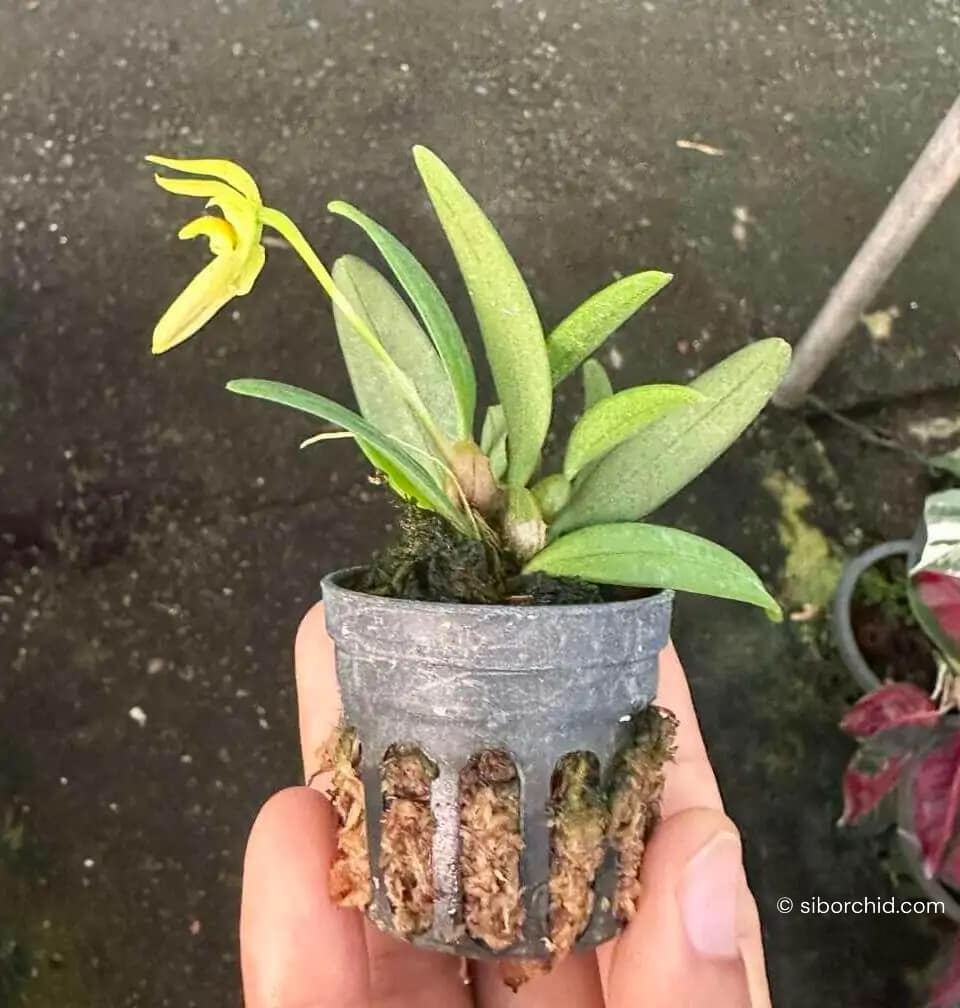Bulbophyllum lasiochilum alba - Bulbophyllum lasiochilum alba
