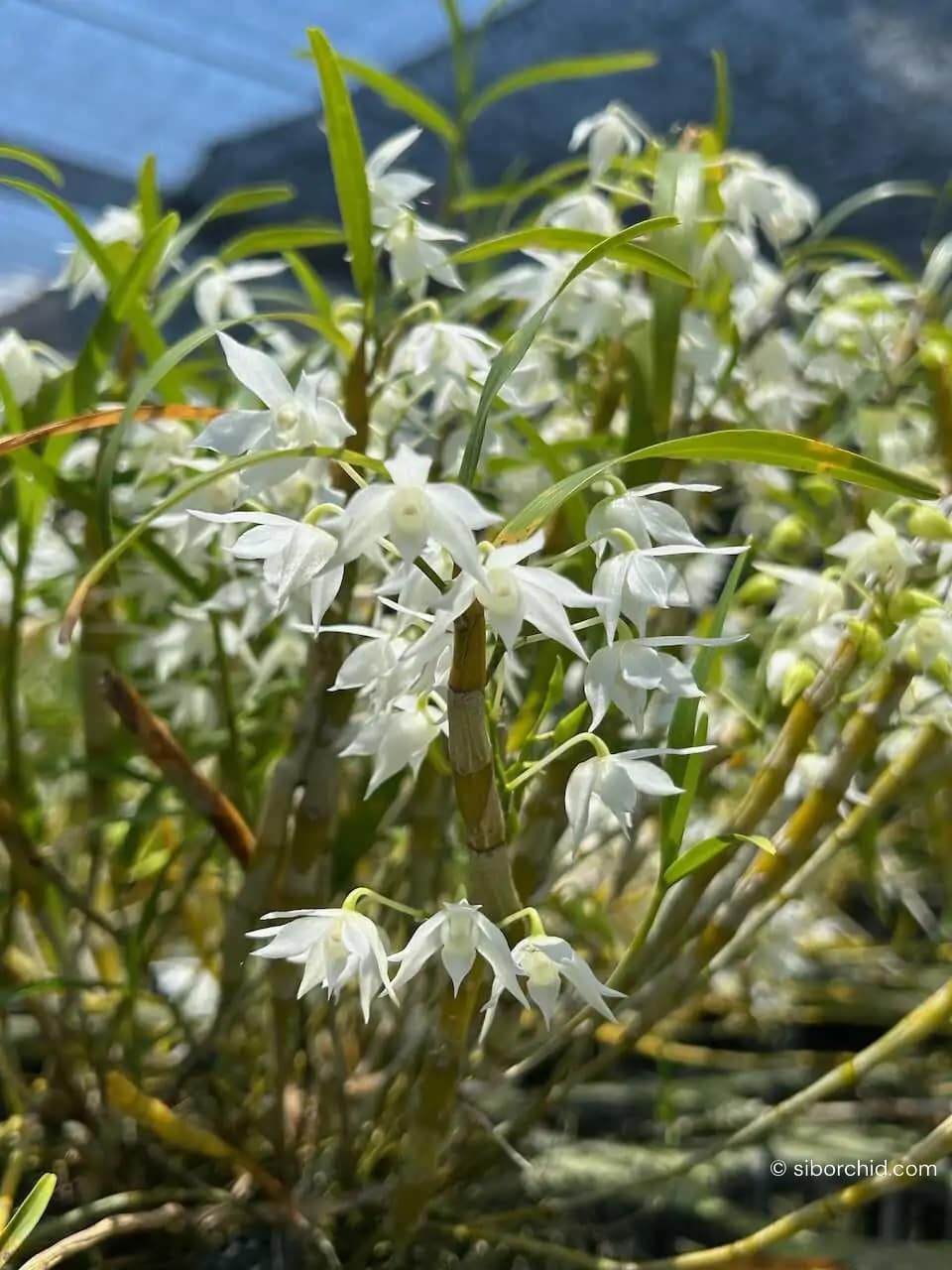 Dendrobium hercoglossum alba