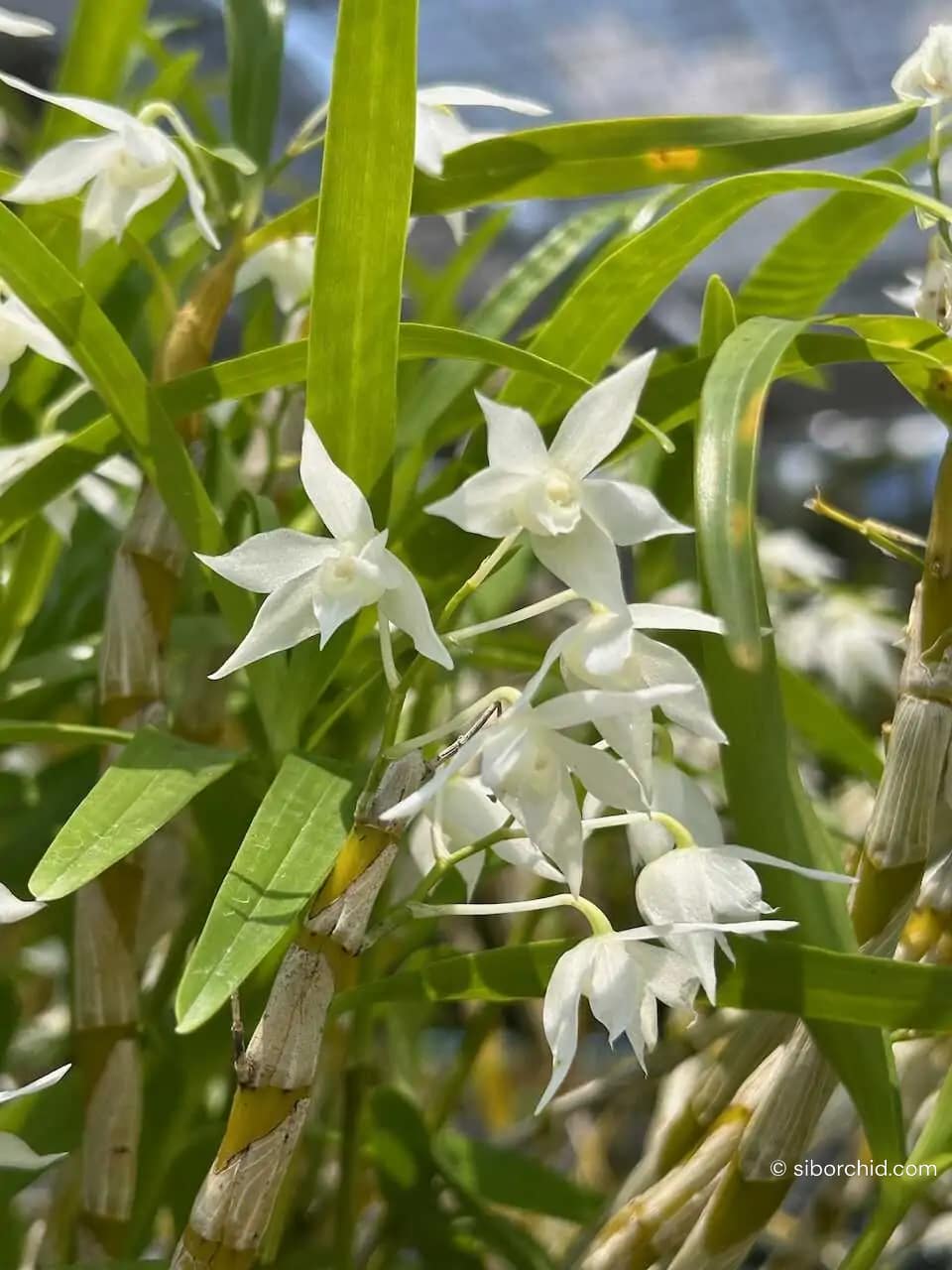 Dendrobium hercoglossum alba
