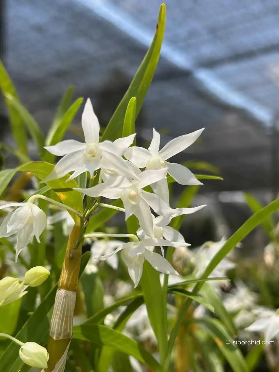 Dendrobium hercoglossum alba