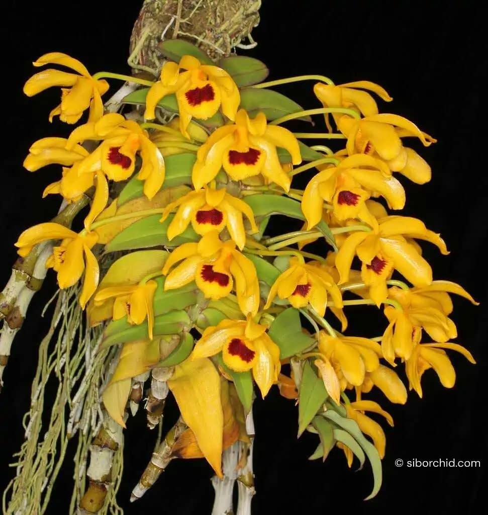 Dendrobium ochreatum - Dendrobium ochreatum