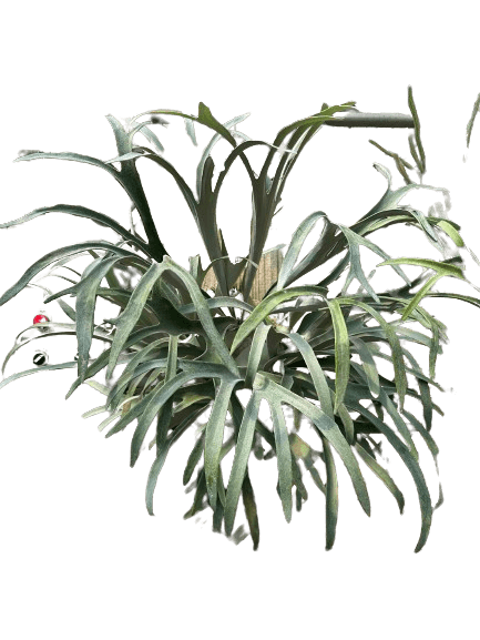 P. willinckii ’Jenny’ TC 1640 P. willinckii 'Jenny' TC 1640 Platycerium willinckii 'Jenny