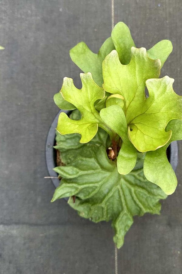 P. willinckii ’Jenny’ TC 1640 P. willinckii 'Jenny' TC 1640 Platycerium willinckii 'Jenny