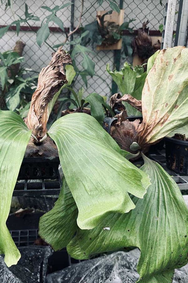 P. willinckii ’Jenny’ TC 1640 P. willinckii 'Jenny' TC 1640 Platycerium willinckii 'Jenny