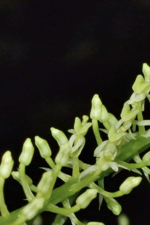 P. willinckii 'Jenny' TC 1620 P.wllinckii Jenny #1(the