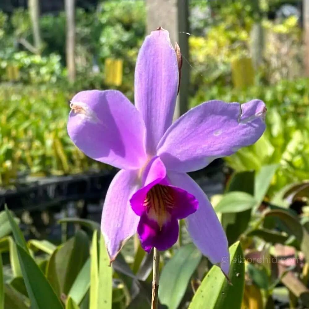 Laelia sincorana - Laelia sincorana siborchid