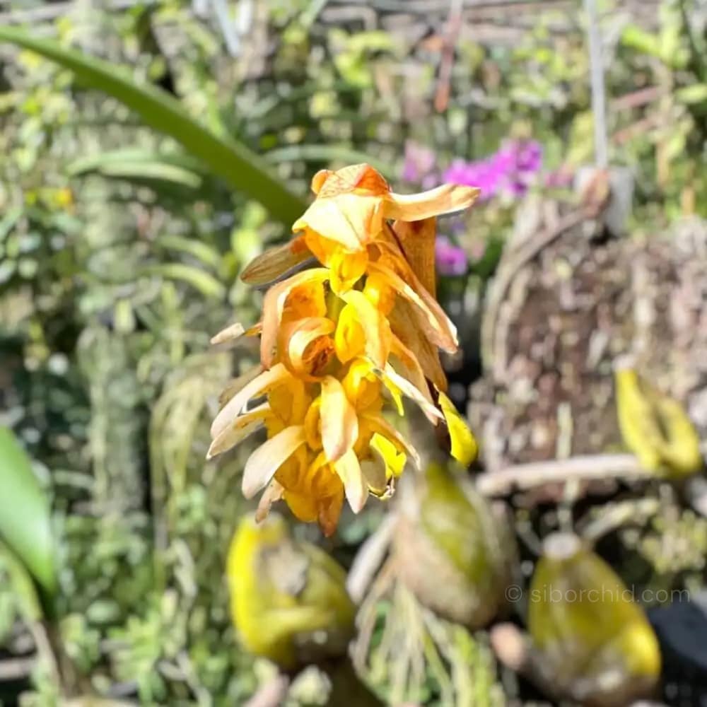 Bulbophyllum allenkerrii - Bulbophyllum allenkerrii Seidenf.