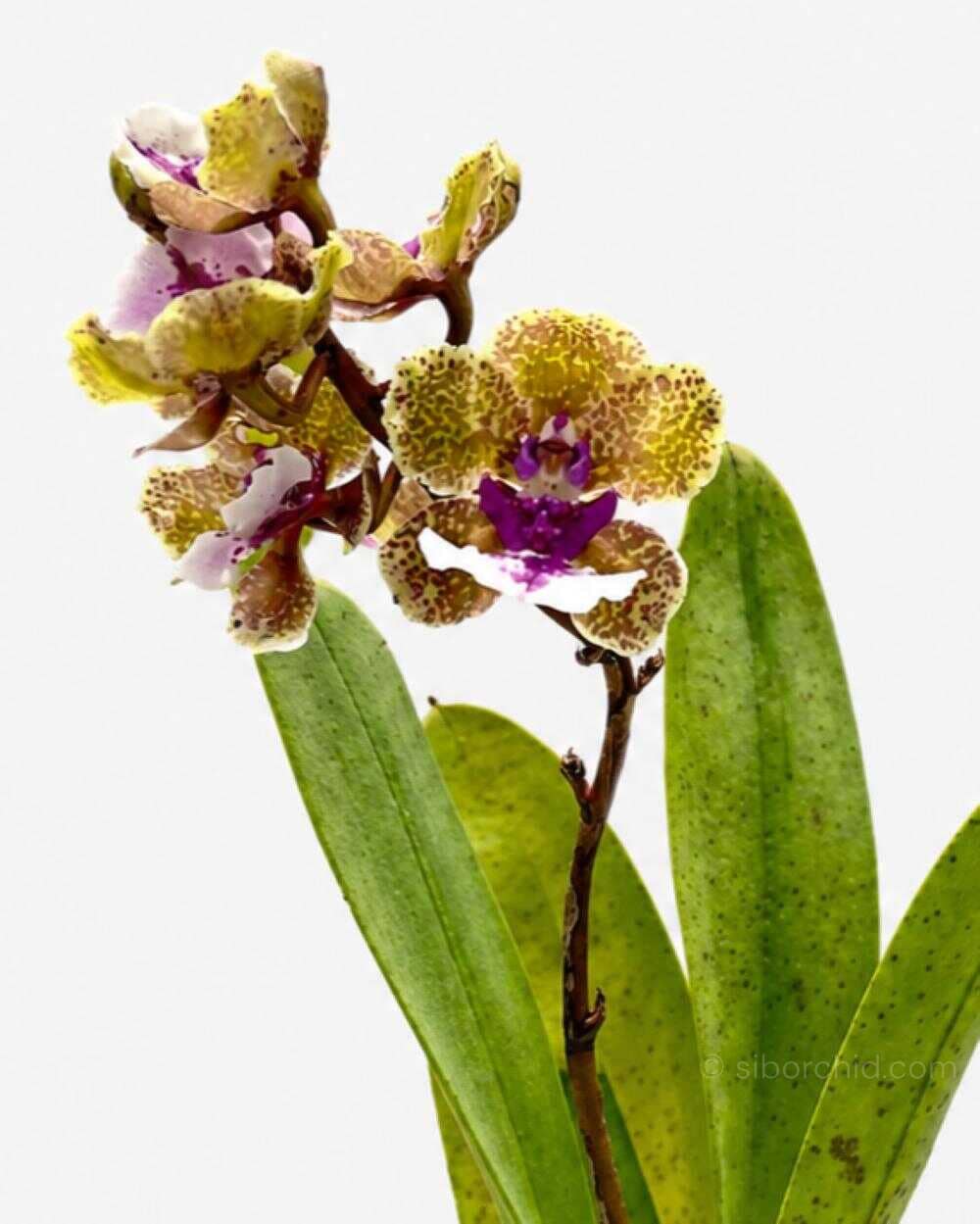 Trichocentrum Ollie Palmer Hybrid (Small Size) - Trichocentrum Ollie Palmer Hybrid (Small Size)