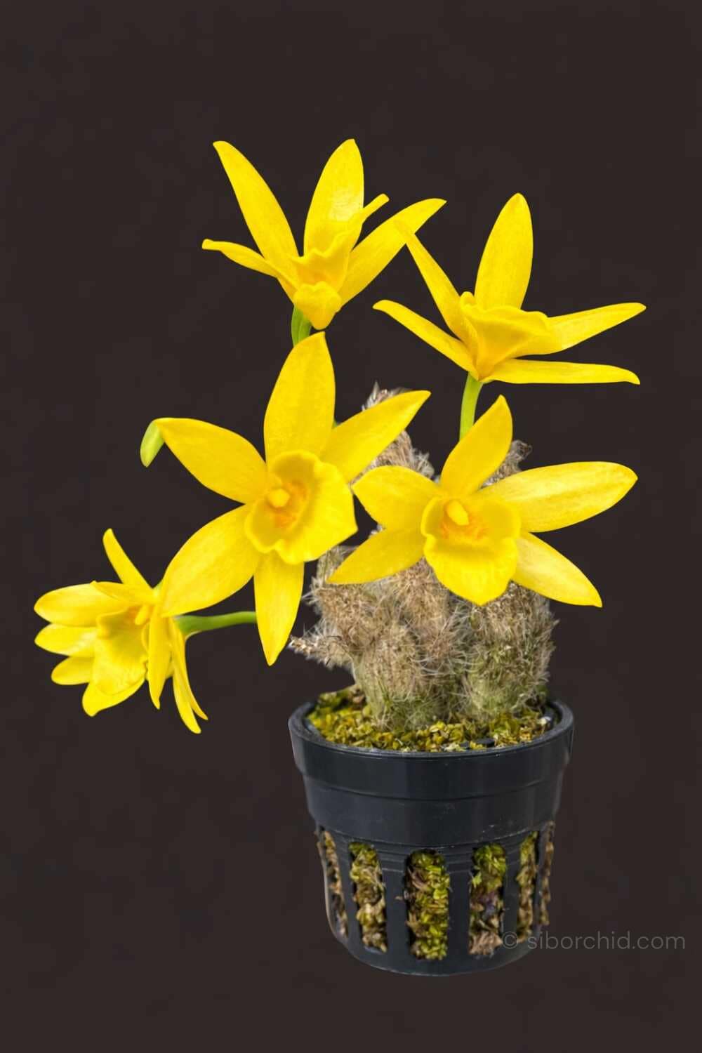 Dendrobium senile (Small-Size)