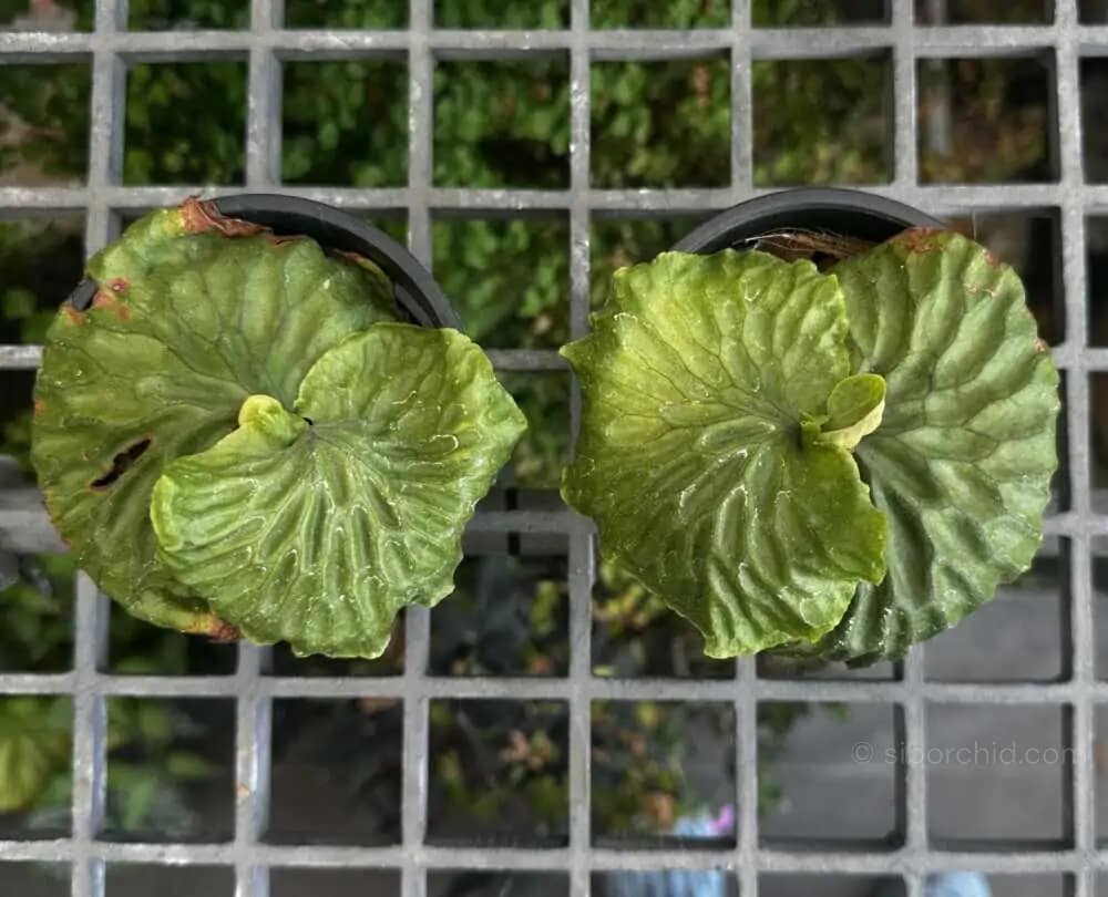 Platycerium madagascariense - Platycerium madagascariense
