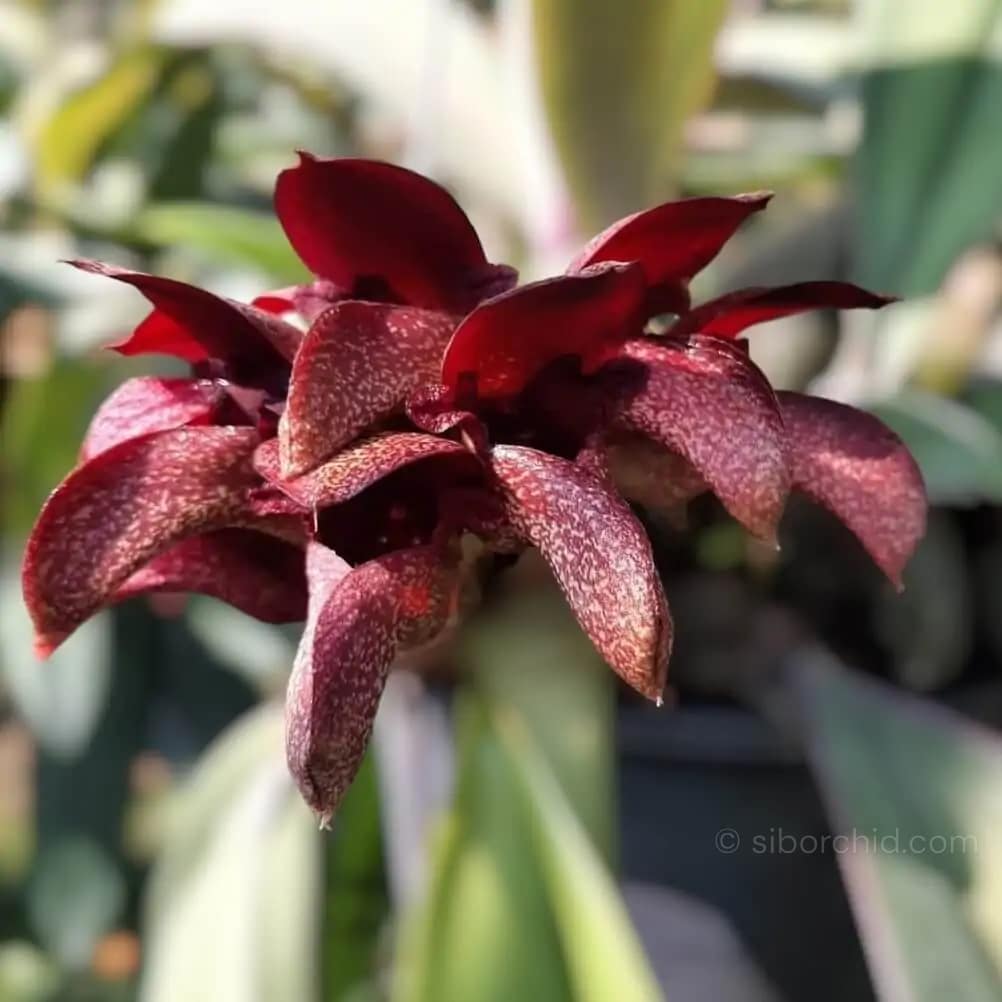 Bulbophyllum Pride of Papua(cruentum x phalaenopsis) for sale siborchid.com