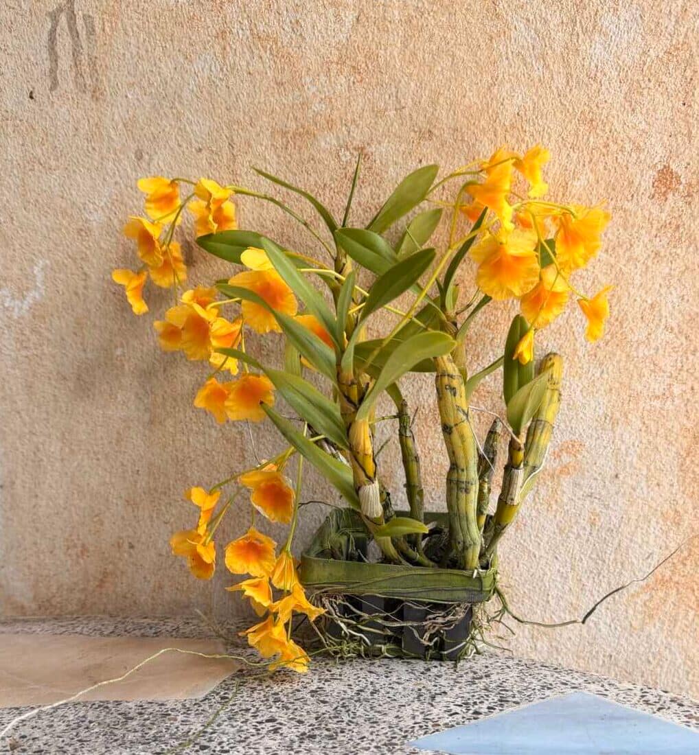 Dendrobium braianense- Dendrobium sukhakulii