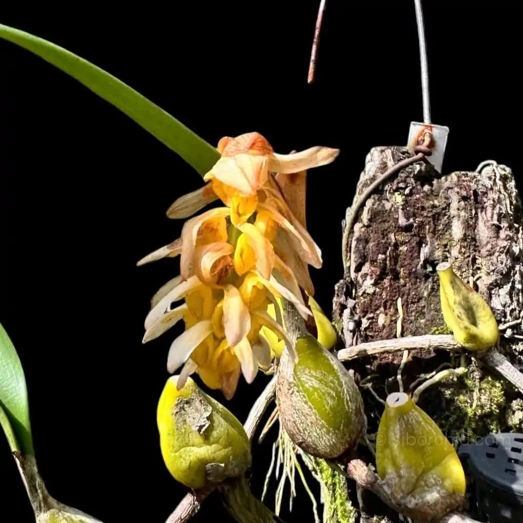 Bulbophyllum allenkerrii - Bulbophyllum allenkerrii Seidenf.