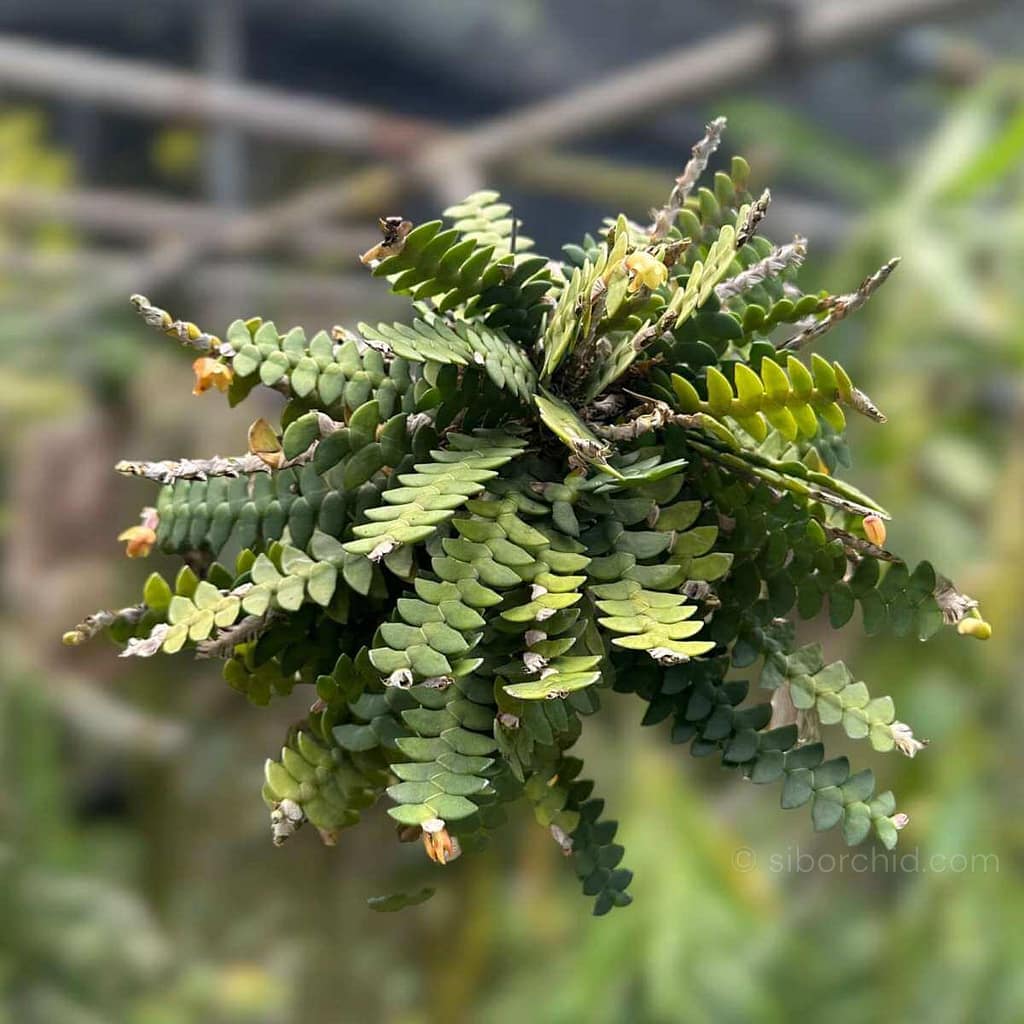 Dendrobium leonis
