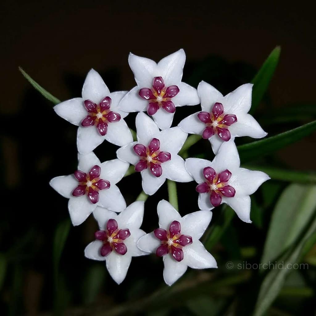 Care Tips: Hoya Plant - Houseplants & Ferns Care Tips: Hoya Plant orchid from Houseplants & Ferns