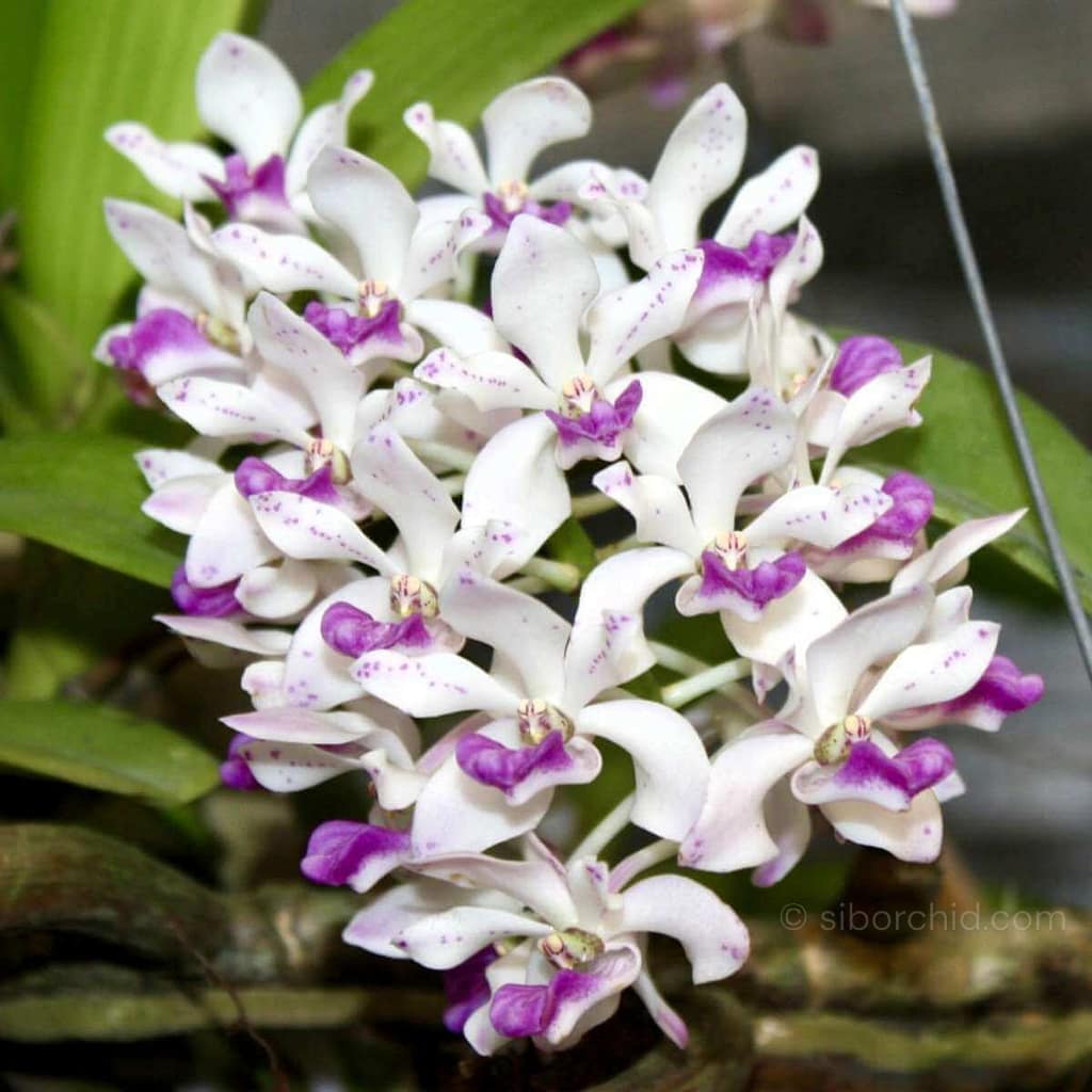 Orchid Bloom Spring - Gallery Blog Rhynchostylis gigantea