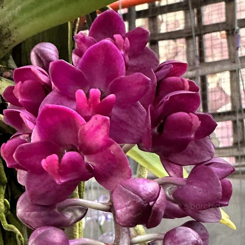 Orchid Bloom Spring - Gallery Blog Rhyncostylis gigantea var.rubra for sale