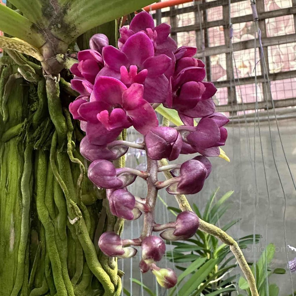 Orchid Bloom Spring - Gallery Blog Rhyncostylis gigantea var.rubra for sale