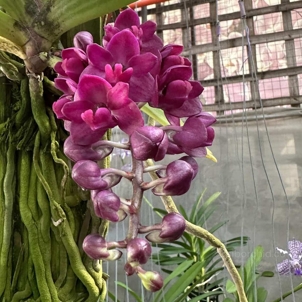 Orchid Bloom Spring - Gallery Blog Orchid Bloom Spring orchid from Gallery Blog