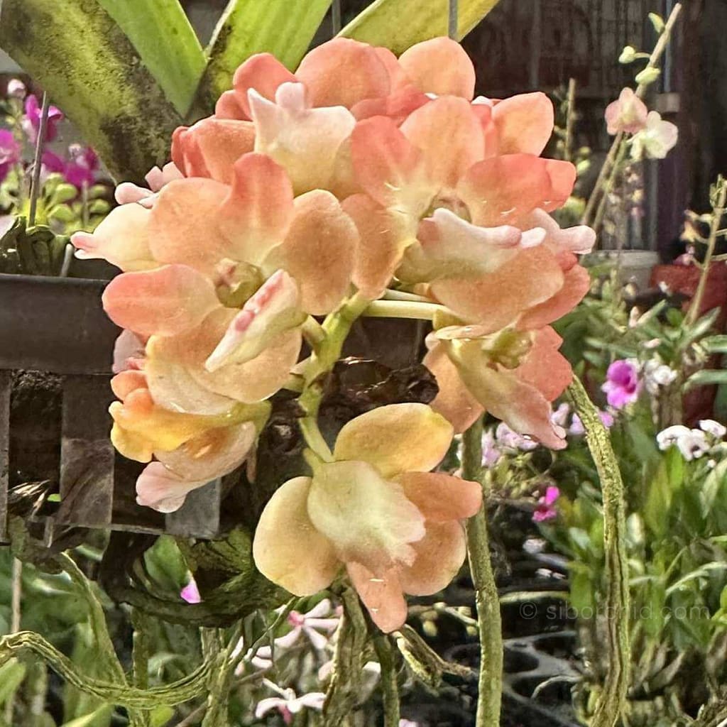 Orchid Bloom Spring - Gallery Blog Rhynchostylis gigantea Orange Peach