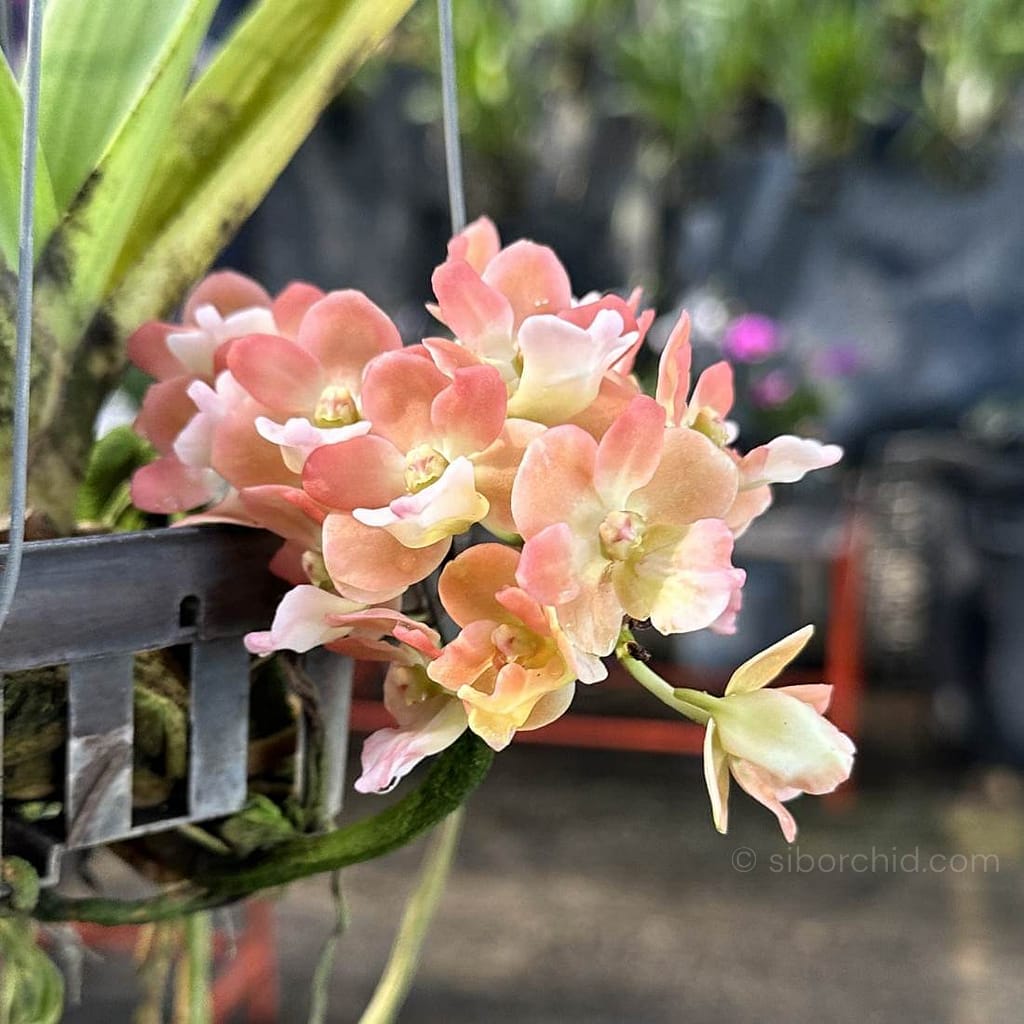 Orchid Bloom Spring - Gallery Blog Rhynchostylis gigantea Orange Peach