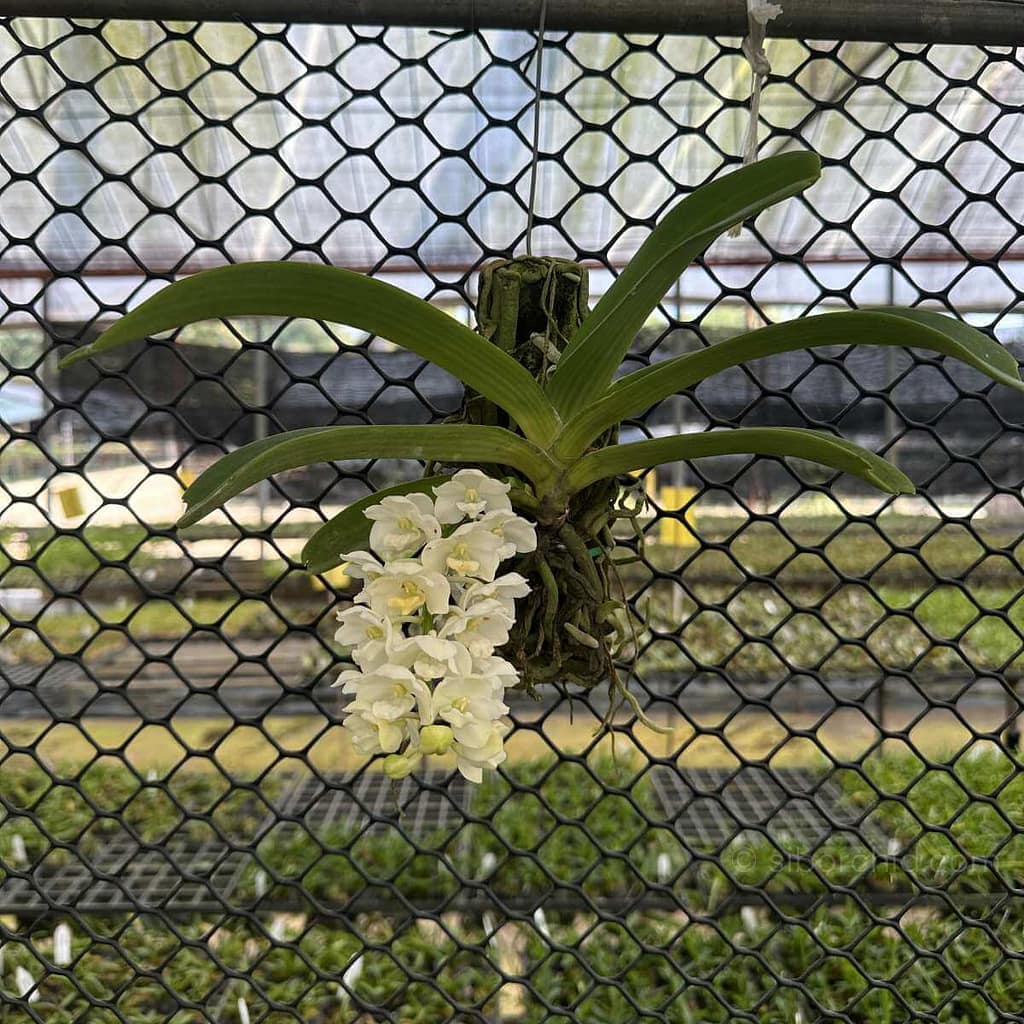Rhynchostylis gigantea white