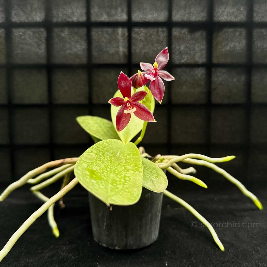 Orchids That Bloom for Weeks (or Months!) - Orchid Care & Growing Guides Orchids That Bloom for Weeks (or Months!) orchid from Orchid Care & Growing Guides