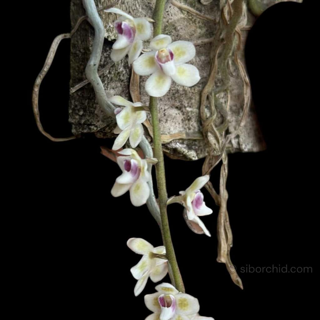Chiloschista Species Wonders of the Orchid the word - Orchid Care & Growing Guides Chiloschista Spp Pink Sakura