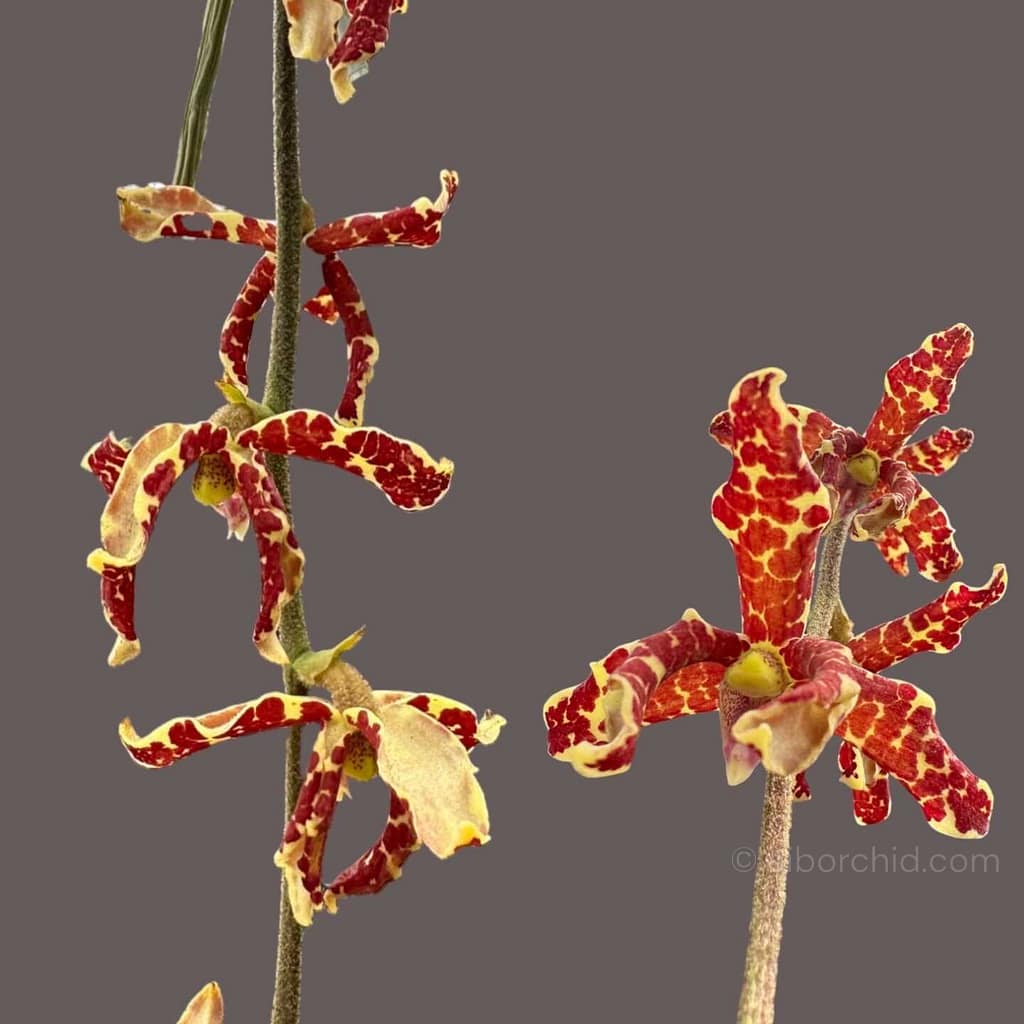 Rare & Beauty of Dimorphorchis lowii: The Two-Faced Orchid - Orchid Care & Growing Guides Rare & Beauty of Dimorphorchis lowii: The Two-Faced Orchid orchid from Orchid Care & Growing Guides