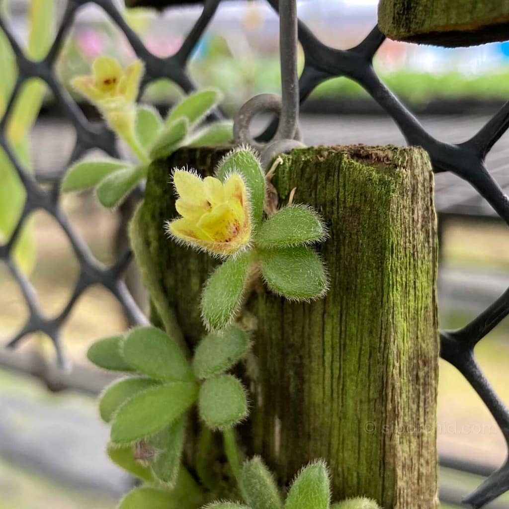 Trichotosia rotundifolia