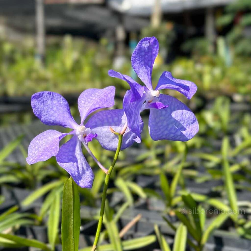 Which Orchids Bloom in Winter? Thai Species to Know - Beginner Orchid Care Vanda blue orchid blooming in winter with deep blue flowers