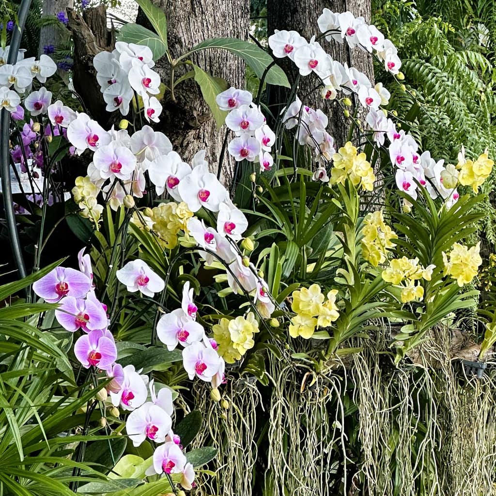 Which Orchids Bloom in Winter? Thai Species to Know - Beginner Orchid Care Which Orchids Bloom in Winter? Thai Species to Know orchid from Beginner Orchid Care