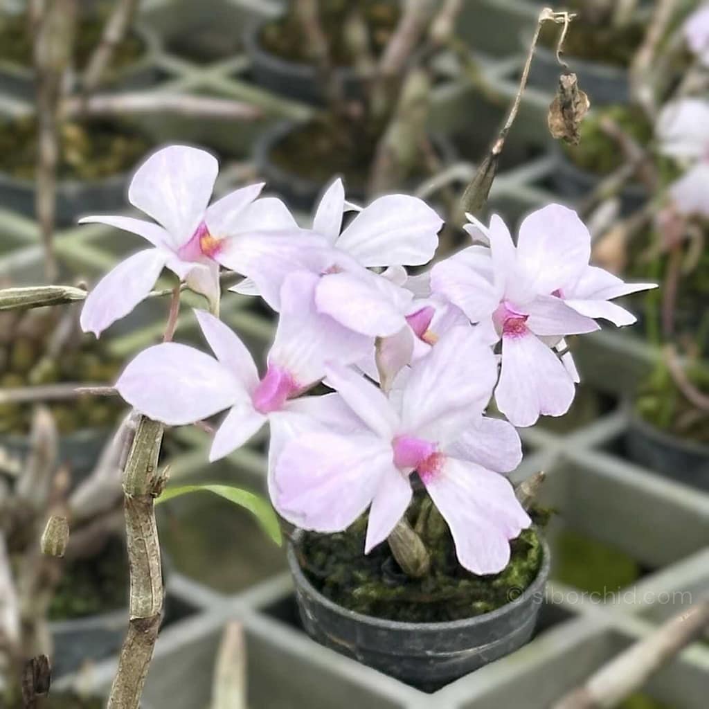 Which Orchids Bloom in Winter? Thai Species to Know - Beginner Orchid Care Which Orchids Bloom in Winter? Thai Species to Know orchid from Beginner Orchid Care