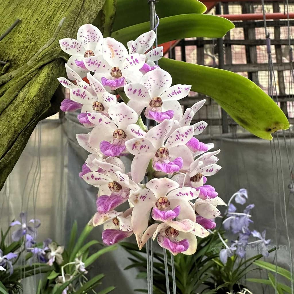 Which Orchids Bloom in Winter? Thai Species to Know - Beginner Orchid Care Which Orchids Bloom in Winter? Thai Species to Know orchid from Beginner Orchid Care