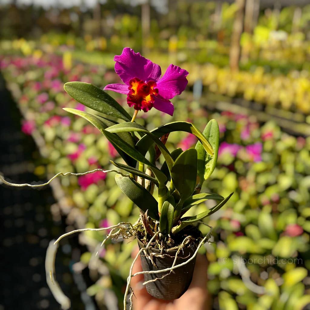 Mini vs. Standard: Which Cattleya Orchid Is Right for Your Small Space? orchid from Orchid Care & Growing Guides